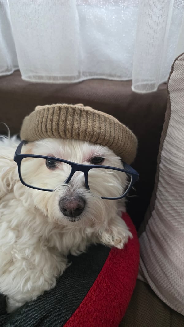 Small white dog photographed indoors in Blagoevgrad, Bulgaria