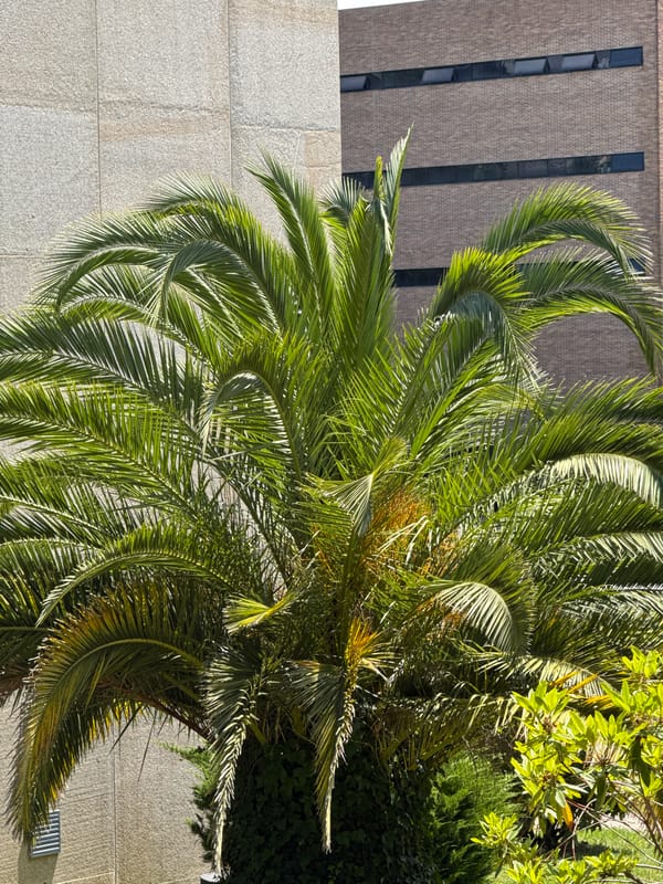 Palm tree and building documented in Santiago de Compostela