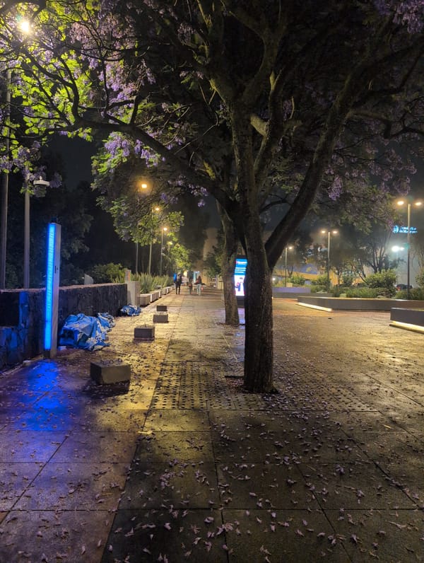 Nighttime Jacaranda blooms illuminate Mexico City park walkway