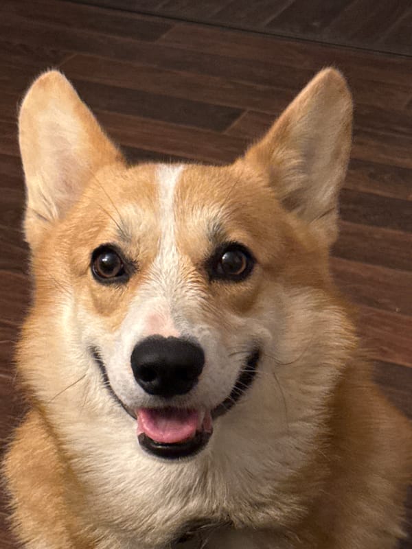 Pet photos captured in Votkinsk show corgi and tabby cat