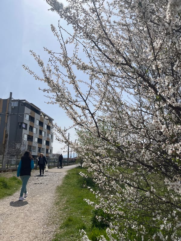 Spring morning walk observed on blooming tree-lined Sofia path