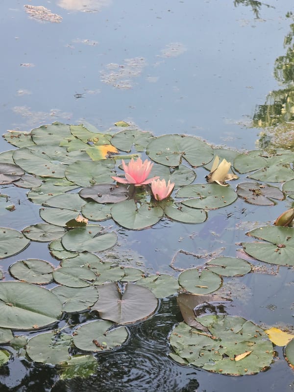 Afternoon exploring Zurich's Chinese Garden, pavilions to koi ponds