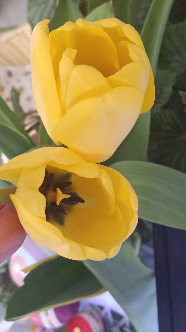 Spring tulips photographed blooming in Slivnitsa, Bulgaria