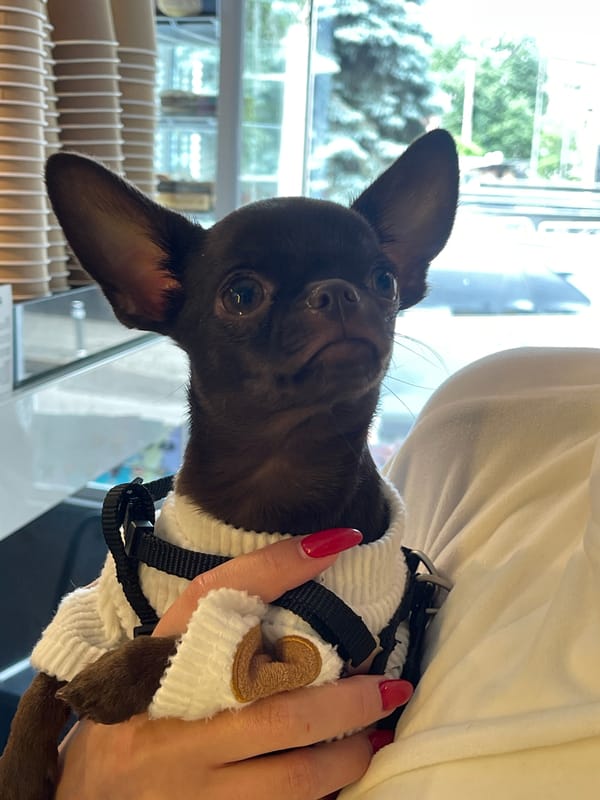 Chihuahua puppy in sweater spotted during morning outing