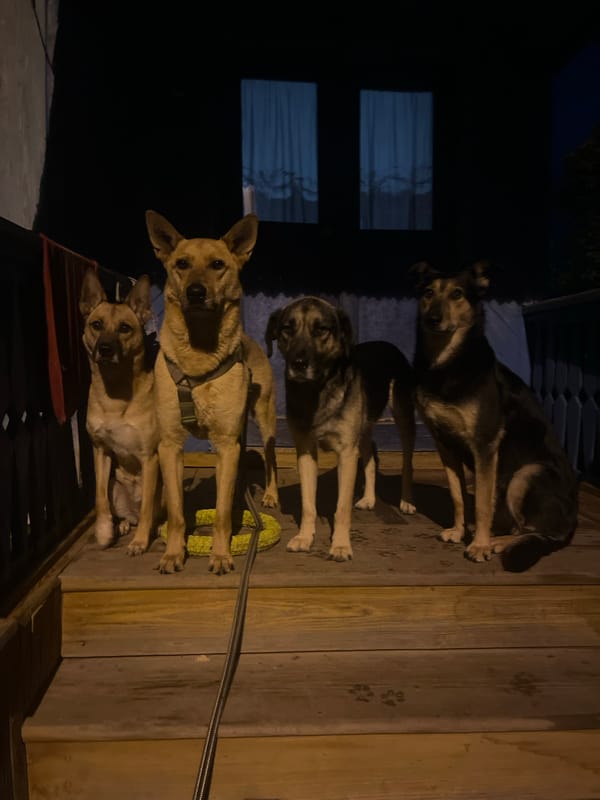 Pets documented in residential Nizhny Tagil neighborhood evening hours