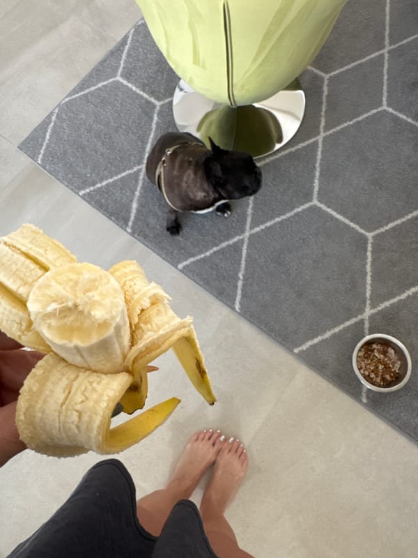 French Bulldog rests on lounge chair in Bermuda Dunes