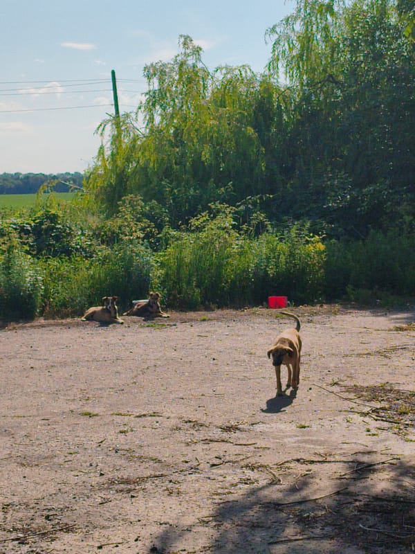 Dogs resting and eating along muddy rural paths in Psilske