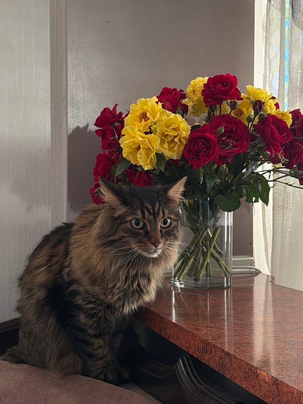 Cat photo session featuring Sphynx and tabby cats