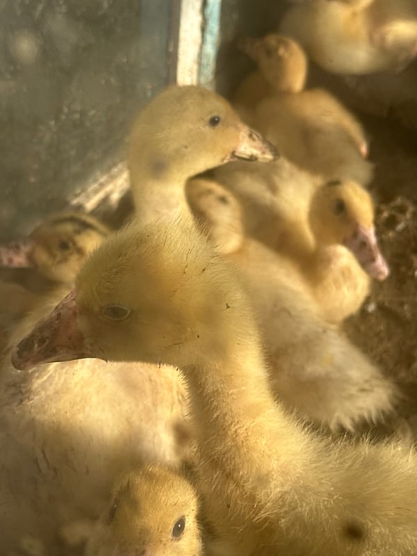 Ducklings and goslings on a Tobyl farm, June 2026