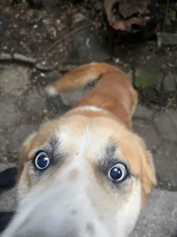 Playful dog encounters documented in Sofia street setting