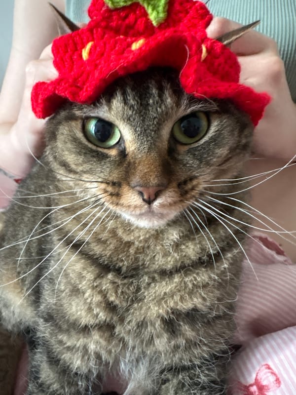 Tabby cat in tiny hats, photographed at home in Perm
