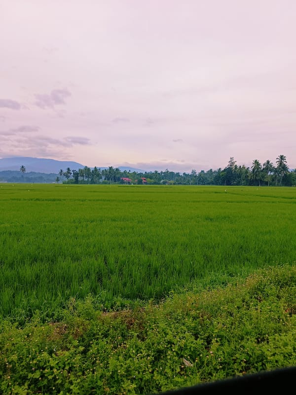 Lush rice paddies spread across Kampung Jumpa's rural landscape