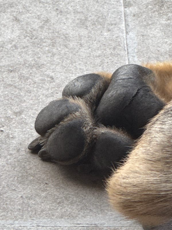 Tagged stray dogs roam streets in Bulgarian town