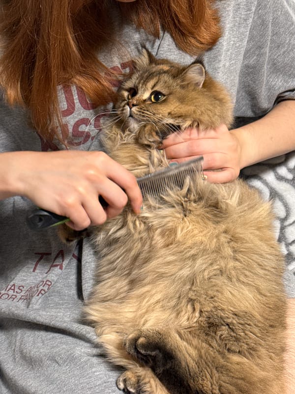 Woman grooms cat on blanket in Petah Tikva