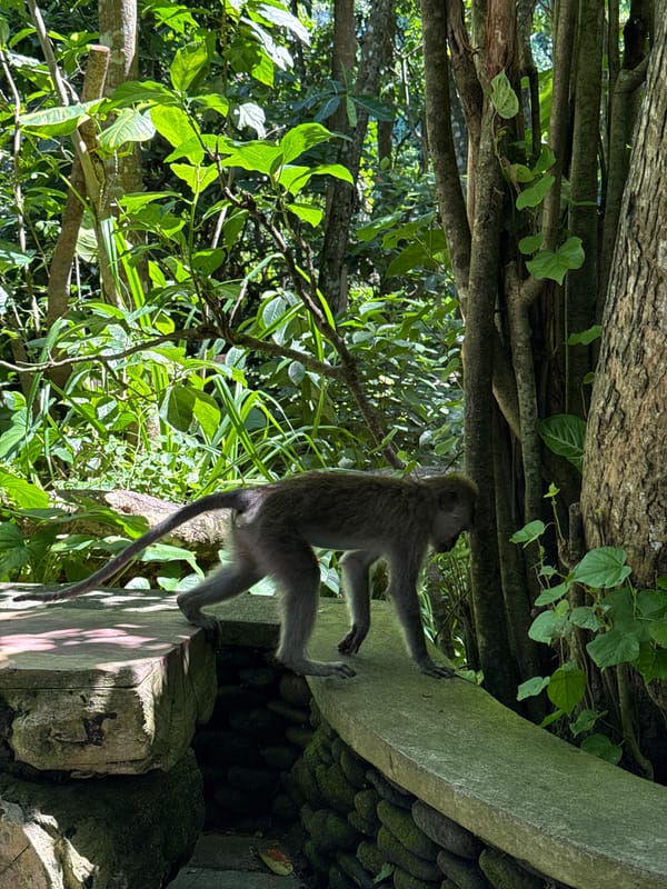Dawn monkey activity documented across Ubud tourist sites