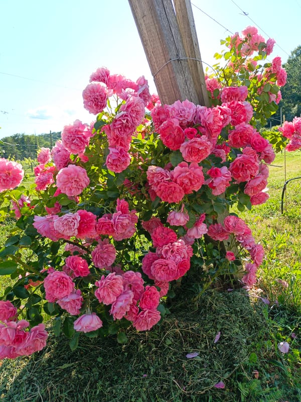 Summer afternoon documented at Russian vineyard and farm property