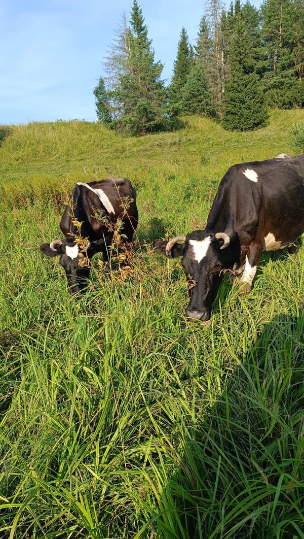 Cows, wildflowers, and mud in a Russian summer meadow