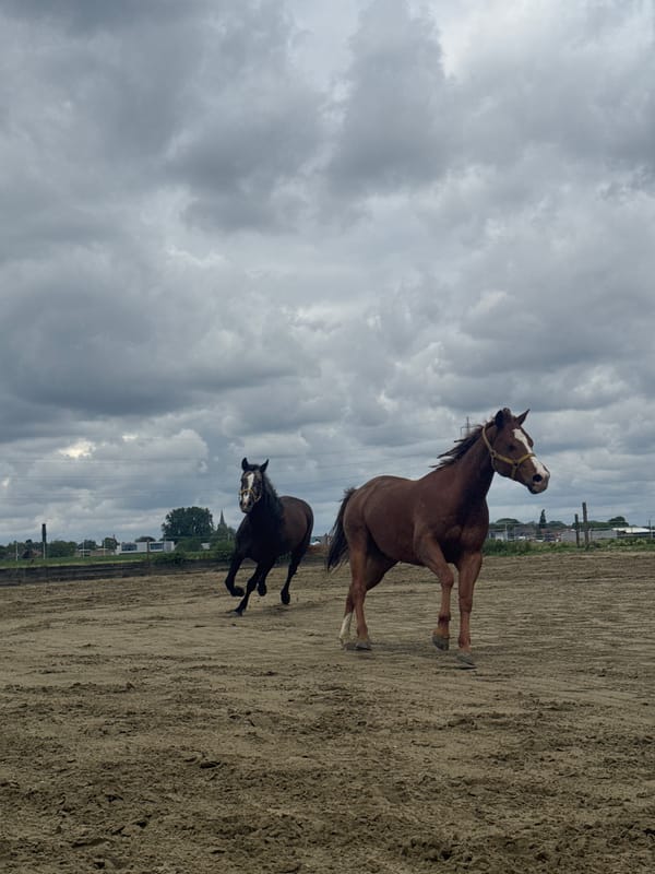 Two bridled horses spotted in Belgian paddock