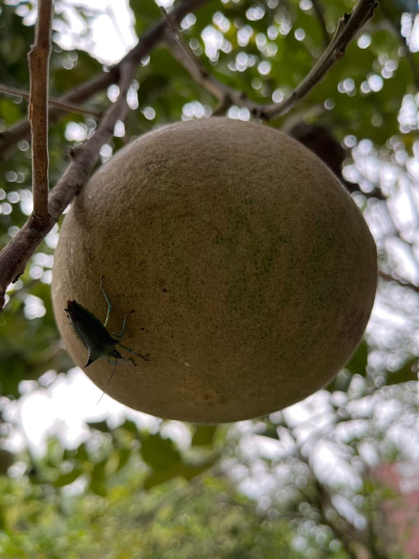 Garden documentation captured in Lhokseumawe, Indonesia