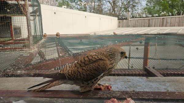 Tagged kestrels feed at wildlife facility in Bulgaria