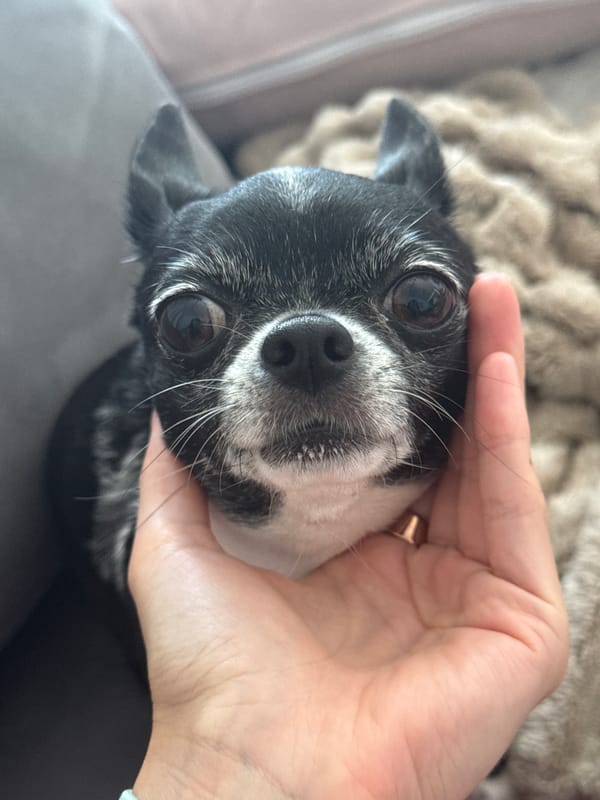 Human hand gently pets small Chihuahua in tender moment