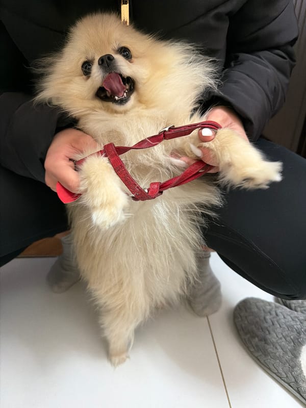 Pomeranian dogs photographed in various indoor locations across Varna