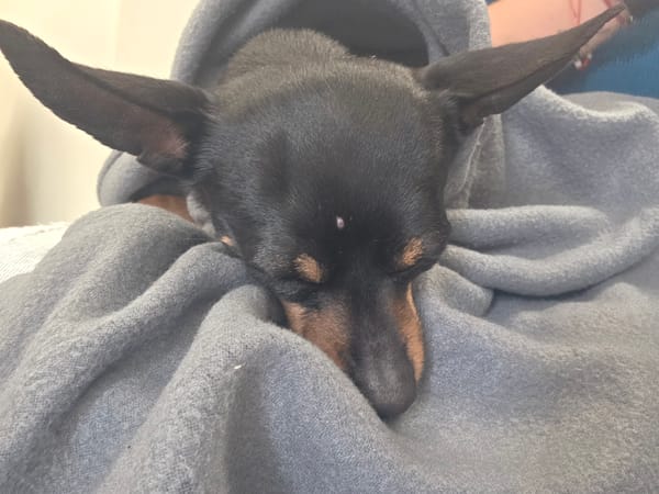 Miniature pinscher sleeps peacefully in sweatshirt in Ruse