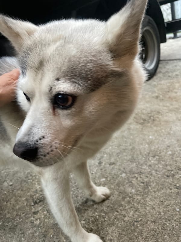 Husky dog interactions and town views captured in Baranovka