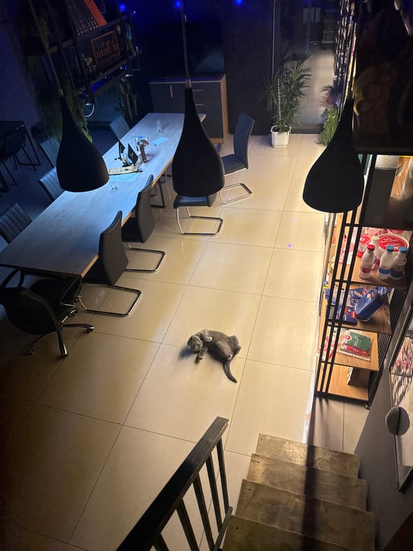 Cat spotted in modern Yerevan cafe interior
