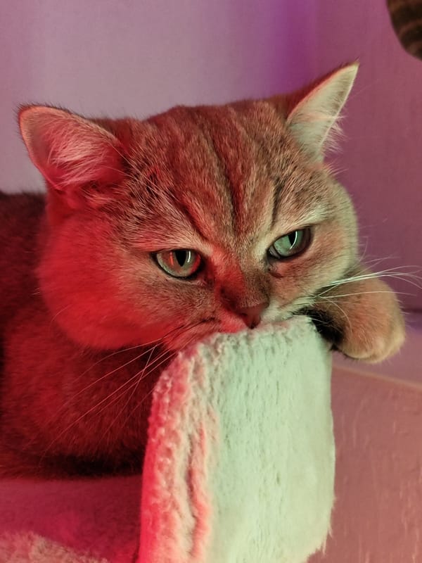 Cats chilling on a cat tree under colored studio lighting