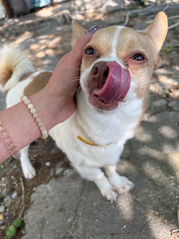 Chihuahua meets tabby cat in Sevastopol afternoon encounter