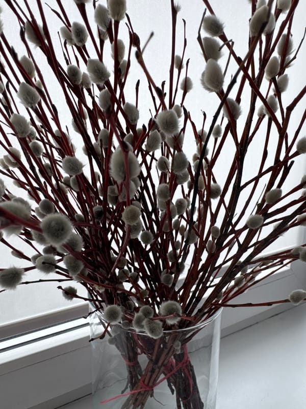 Spring pussy willow gathering documented in Noviy, Russia