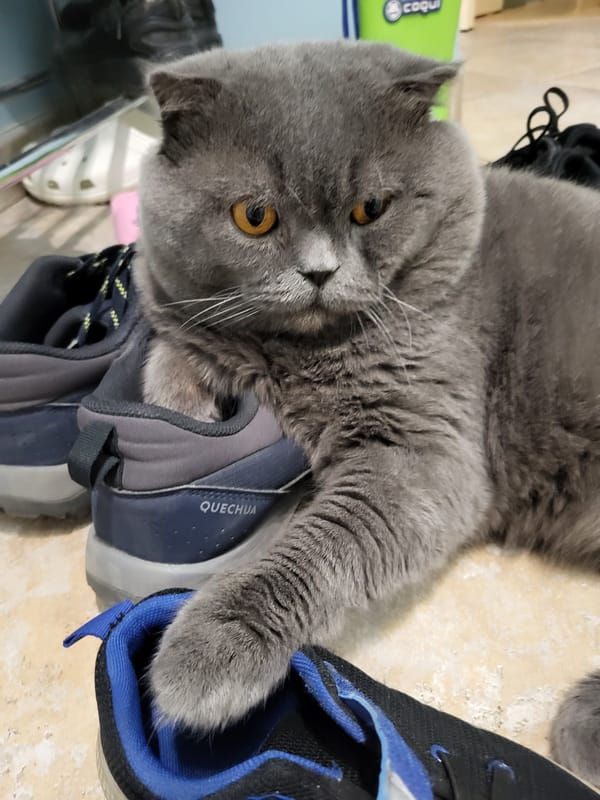 Cat on shoes, rainy European street scenes documented
