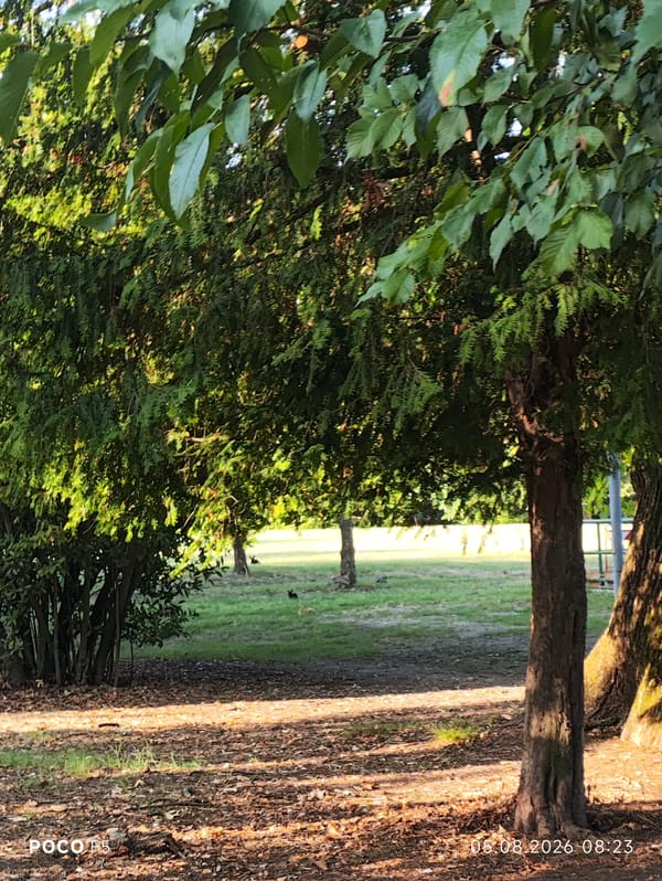 Morning in a Collecchio park with a Cane Corso and local wildlife
