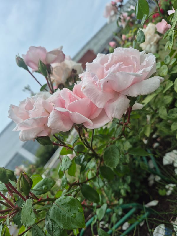 A rainy summer day in Chaikovsky, flowers, birds, and streets