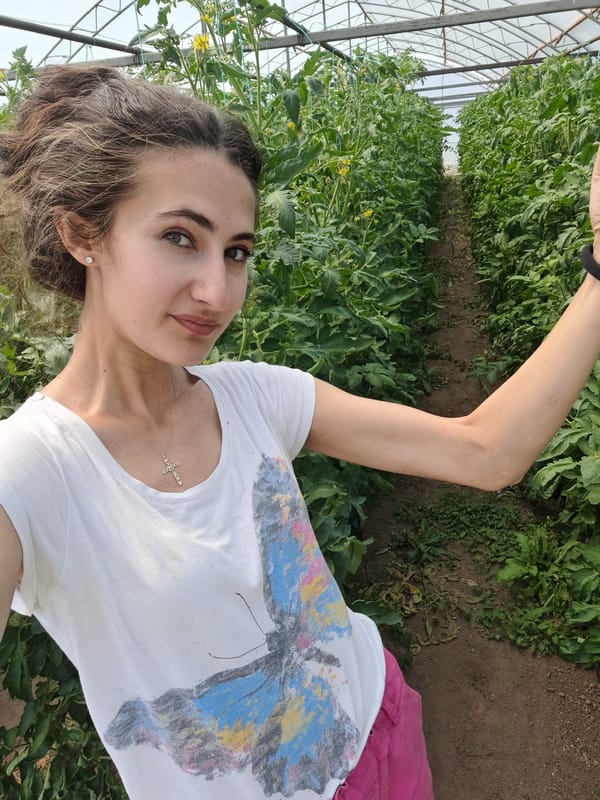 Garden morning in Chepintsi — tomatoes, hydrangeas, and fresh cherries
