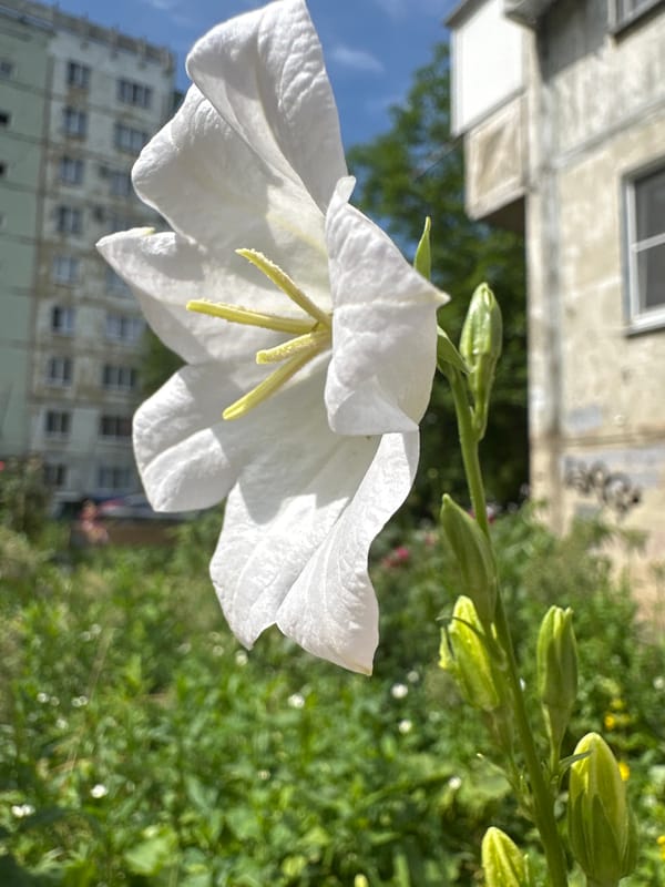 Morning garden photography session captures flowers, pets, urban wildlife