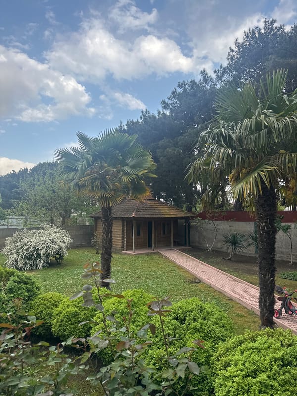 Garden scene with palm trees, wooden structure documented in Tbilisi
