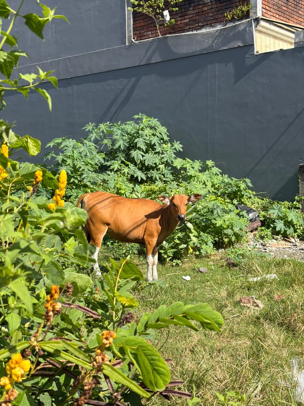 Cow in a Kuta lot, dog walk nearby in North Kuta