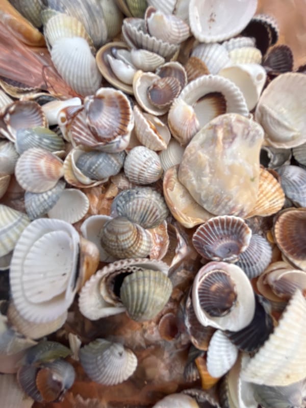 Shells and a ladybug on a beach in Shchelkino
