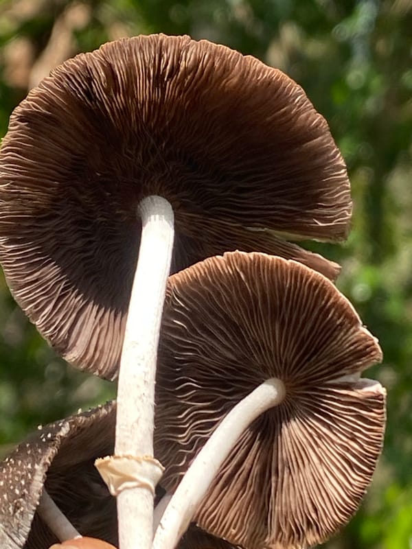 Brown mushrooms with white stems spotted in Achara, Nigeria