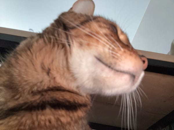 Bengal cat hangout, up close and personal