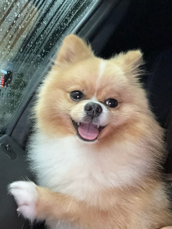 Pomeranian accompanies owner through car wash in Pazardzhik, Bulgaria