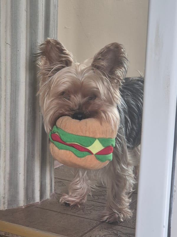Yorkshire Terrier plays with toy food in Pavlikeni home
