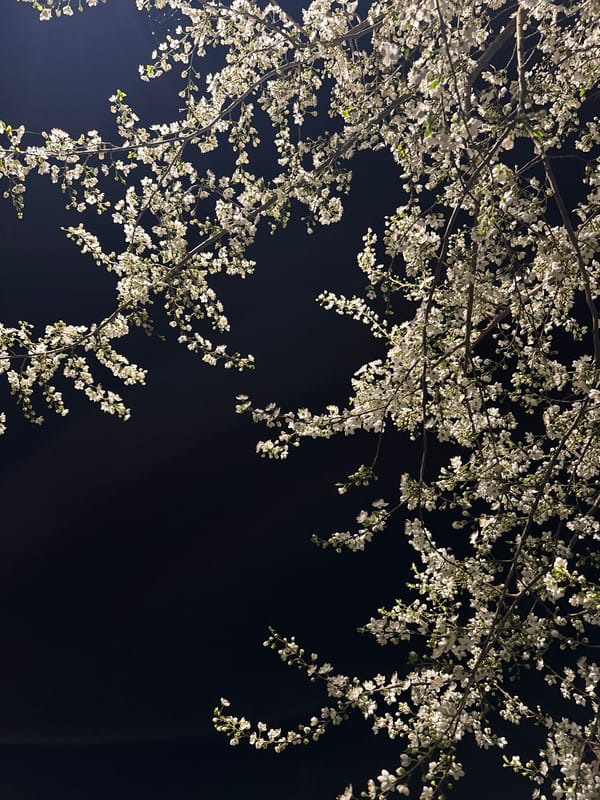 Spring blossoms illuminate nighttime cobblestone path in Pleven