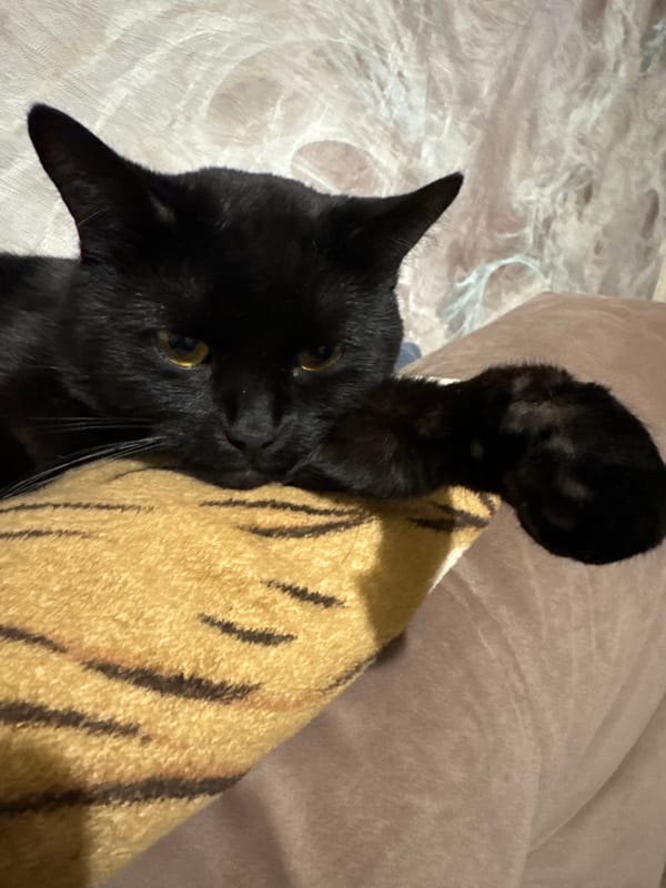 Black cat spotted relaxing at Russian resort