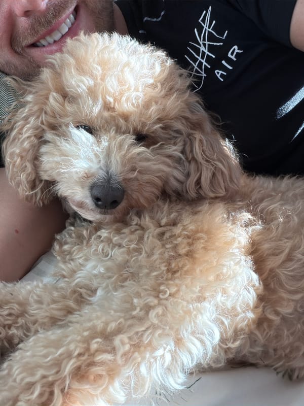 Man and poodle spotted in London car journey