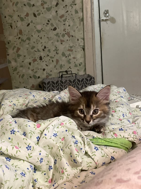 Fluffy tabby kitten lounging around the house