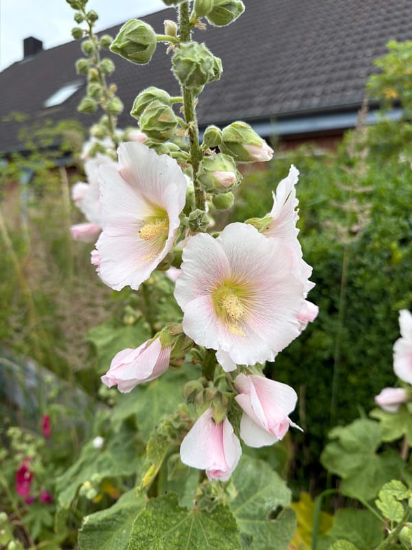 Rural German countryside: roads, crop fields, and a quiet garden property