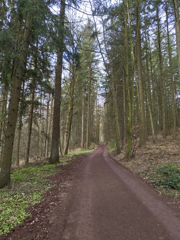 Forest path documented in Mettlach, Germany morning hours